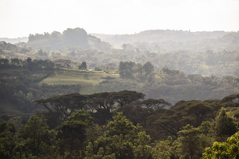Agroforestry farms such as Echemo are the most sustainable model of coffee farming